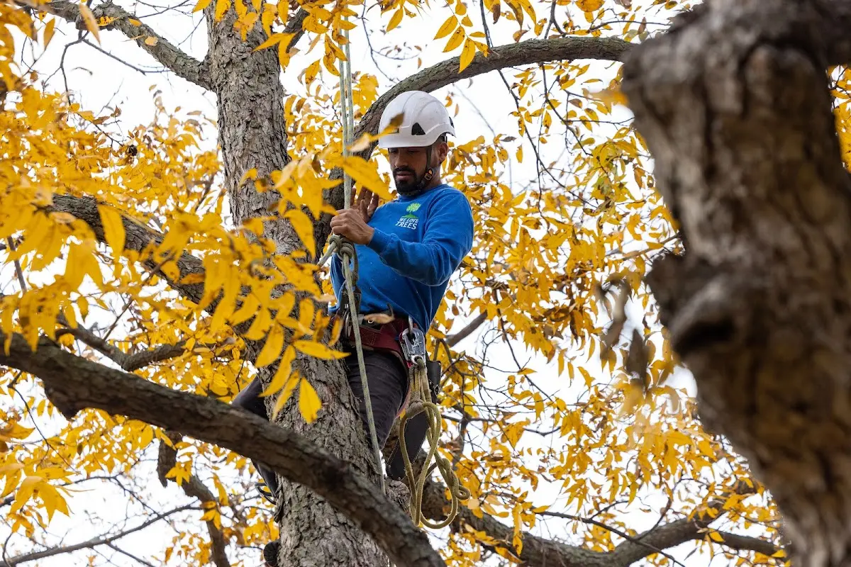 Skilled Tree Pruning crew working in Woodlawn