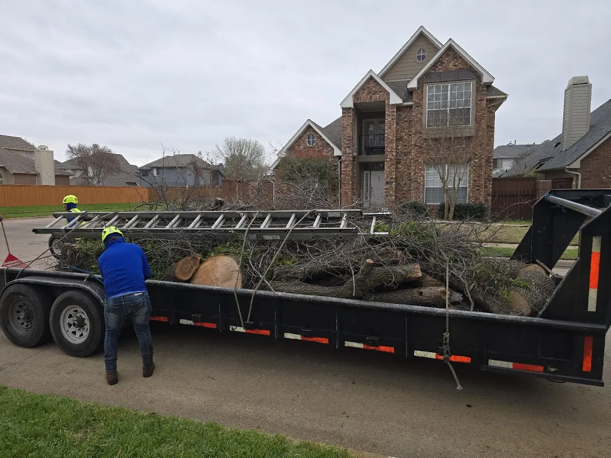 Expert Tree Removal with proper safety equipment in Woodlawn